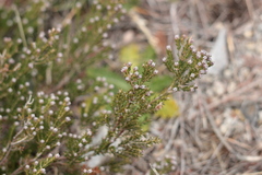 Erica australis
