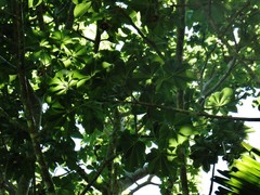 Adansonia digitata
