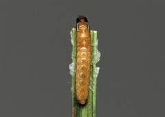 Stenagostus rhombeus