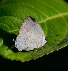 Symbiopsis lenitas