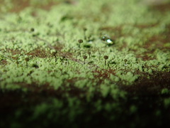 Chaenotheca stemonea