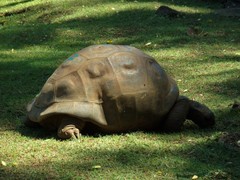 Aldabrachelys gigantea