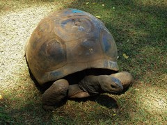 Aldabrachelys gigantea