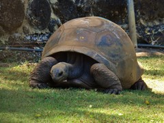 Aldabrachelys gigantea