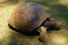 Aldabrachelys gigantea