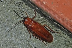 Ischnoptera
