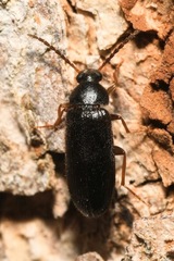 Mycetochara