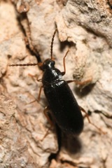 Mycetochara