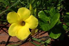 Allamanda cathartica