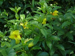 Allamanda cathartica