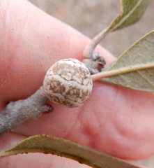 Allokermes cueroensis