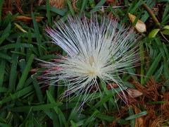 Barringtonia asiatica