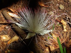 Barringtonia asiatica