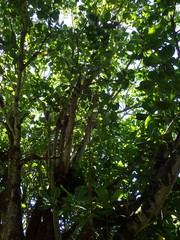 Barringtonia asiatica