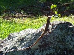 Calotes versicolor