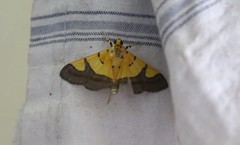 Endocrossis