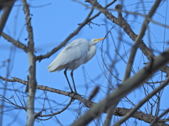 Ardea alba