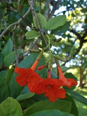 Cordia sebestena