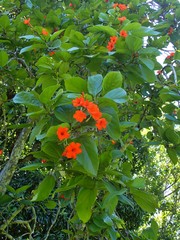 Cordia sebestena