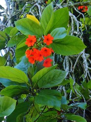 Cordia sebestena