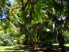 Corypha umbraculifera