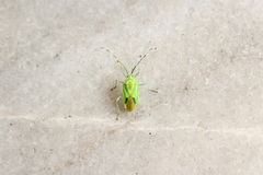 Urolabida