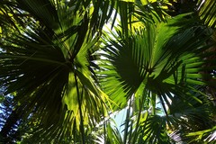 Corypha umbraculifera