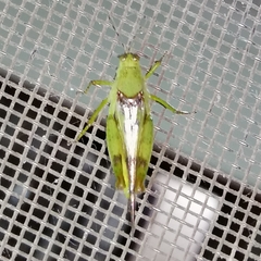 Paulinia acuminata
