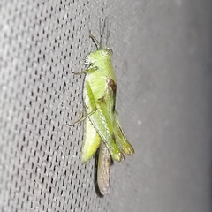 Paulinia acuminata