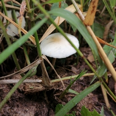 Galeropsidaceae