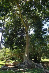 Ficus