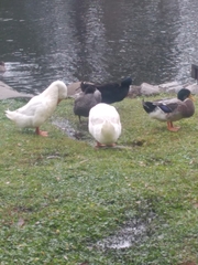 Anas platyrhynchos domesticus