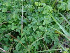 Oxalis pes-caprae