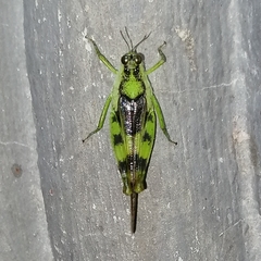 Paulinia acuminata