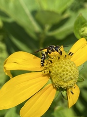 Philanthus solivagus