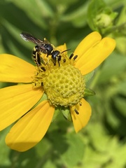 Philanthus solivagus