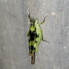 Paulinia acuminata