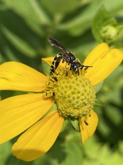 Philanthus solivagus
