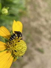 Philanthus solivagus