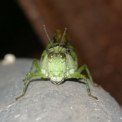 Paulinia acuminata