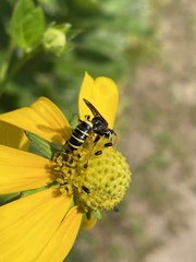 Philanthus solivagus