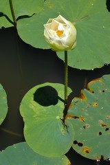 Nelumbo