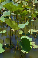 Nelumbo