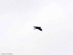 Corvus corax tingitanus