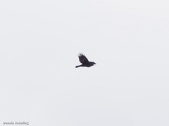 Corvus corax tingitanus