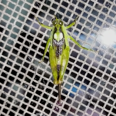 Paulinia acuminata