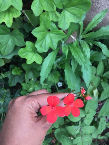 Pelargonium tongaense, photograph 4