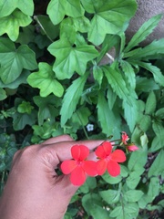 Pelargonium tongaense