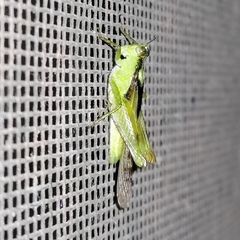Paulinia acuminata