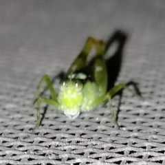 Paulinia acuminata